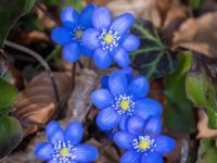 Leberblümchen Gruppe